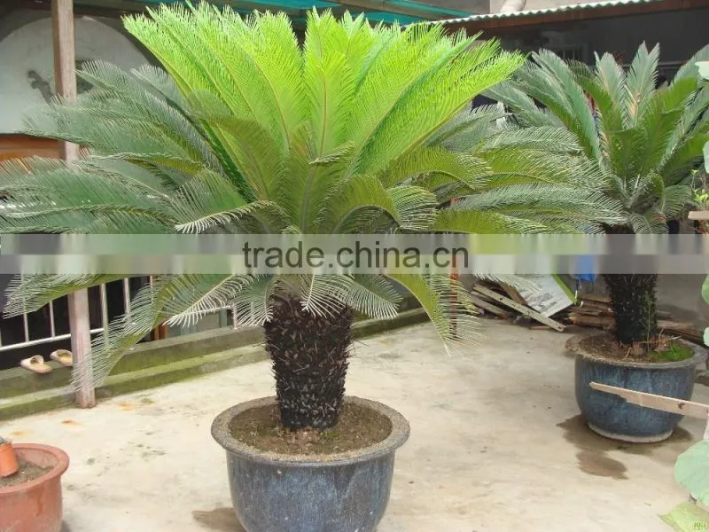 Cycas revoluta .