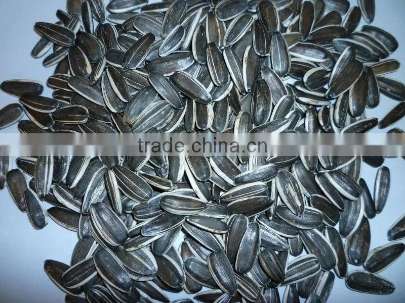 Sunflower Seeds 5009 NEW CROP 2013