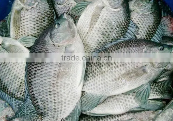 Best Price Frozen Tilapia Fish
