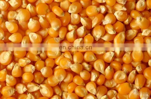 large stock corn/ maize huller/ stripper/ thresher machine/ skin peeler