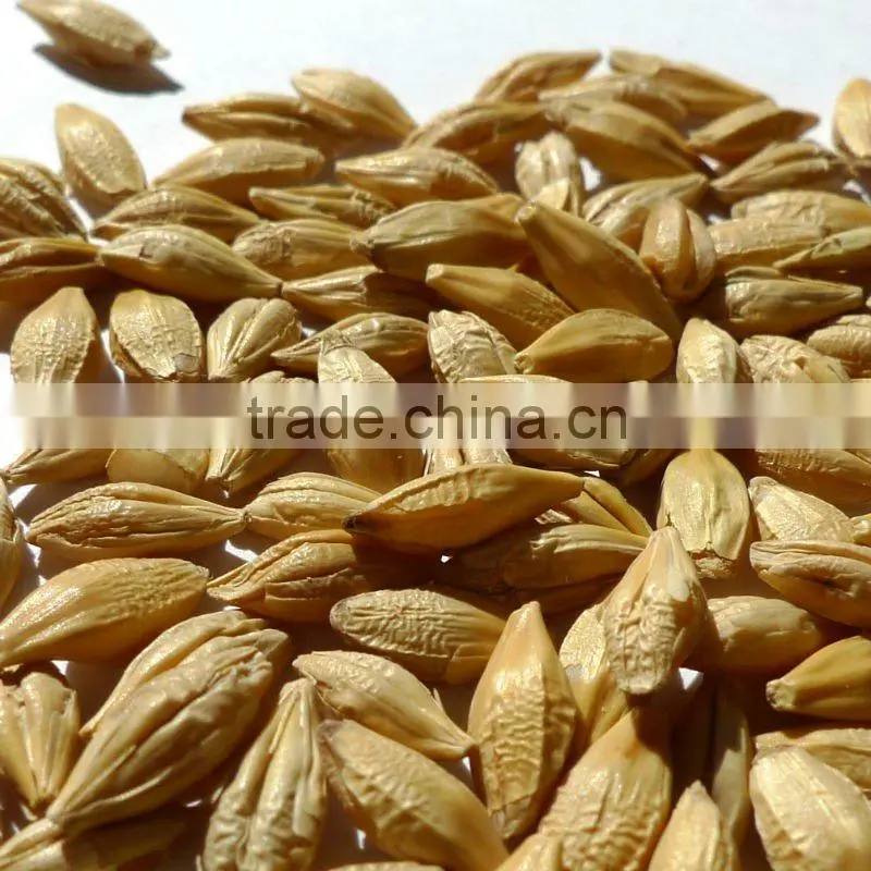 organic hulled barley