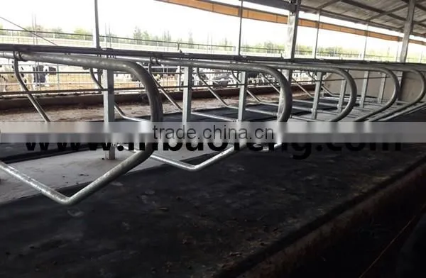 cattle cow free stall