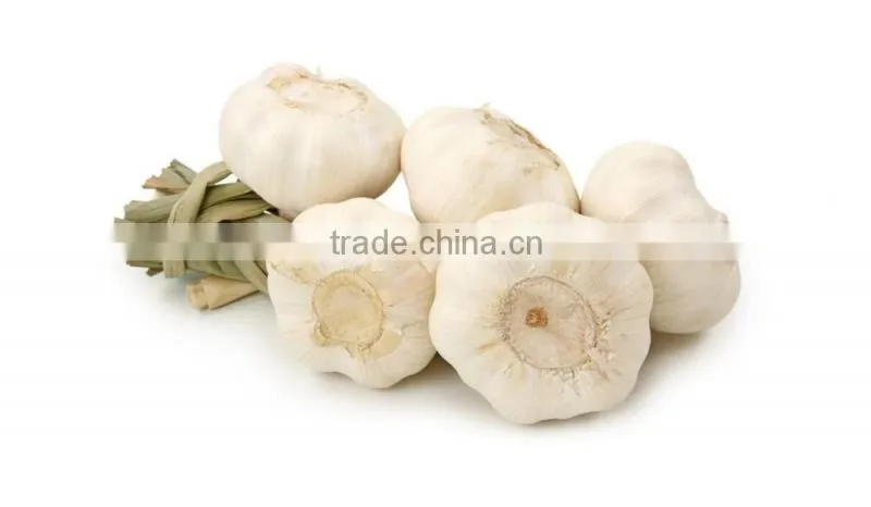 2016FRESH GARLIC