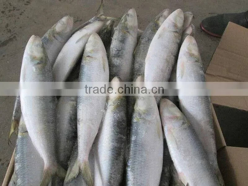 8-10pcs/kg Frozen W/R Sardine for Canning