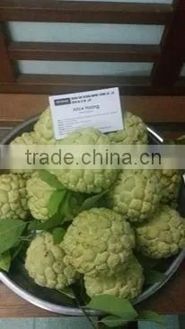 Custard Apple Fruit from Viet Nam