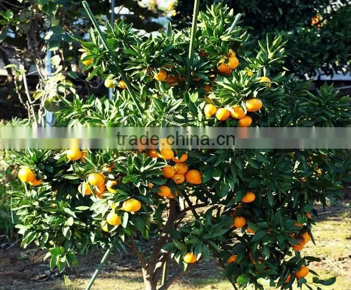 seedless orange tree seedling