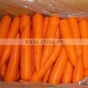 fresh carrot