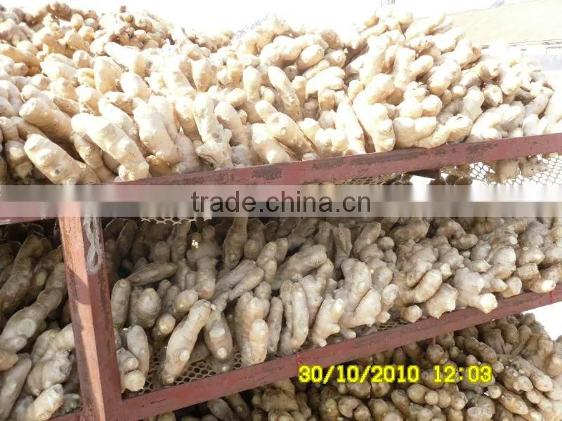 Fresh mature fat ginger
