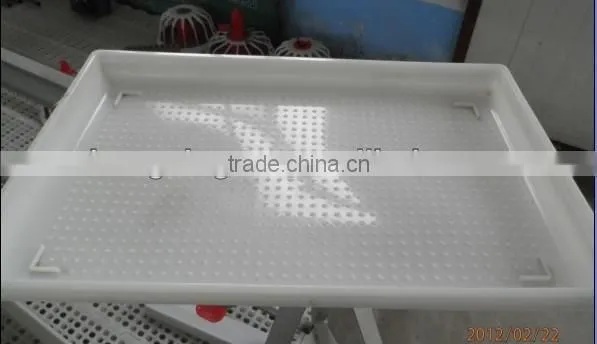 chick feed pallet for pullet