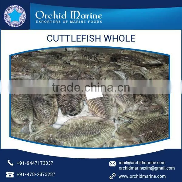 Cleaned and Frozen Whole Cuttle Fish at Export Price