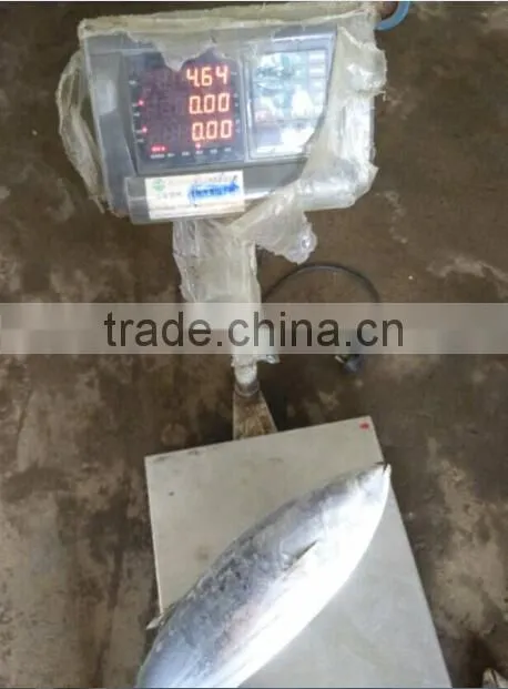 Fresh Frozen Skipjack Tuna