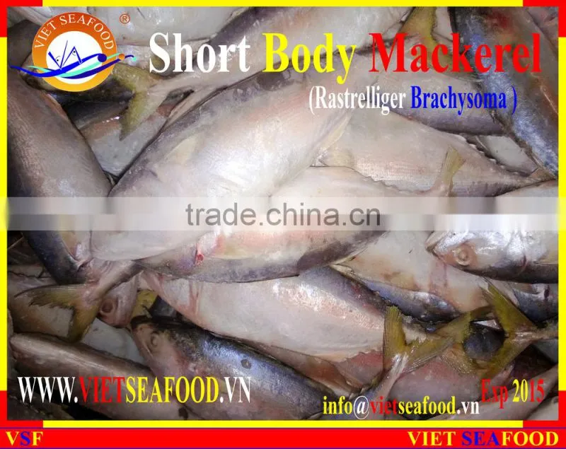 FROZEN SHORT BODY MACKEREL W/R