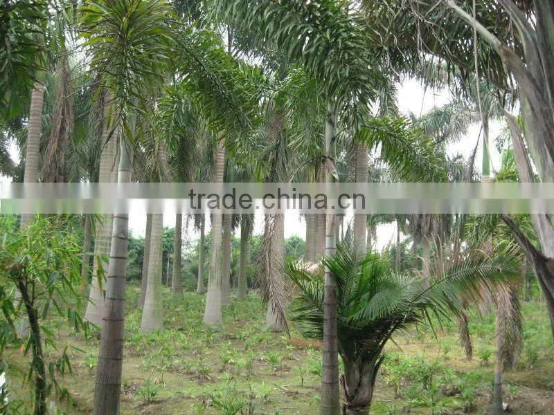 royal palm trees