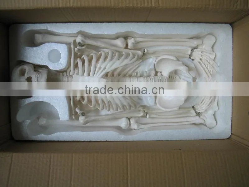 Human skeleton model 45cm