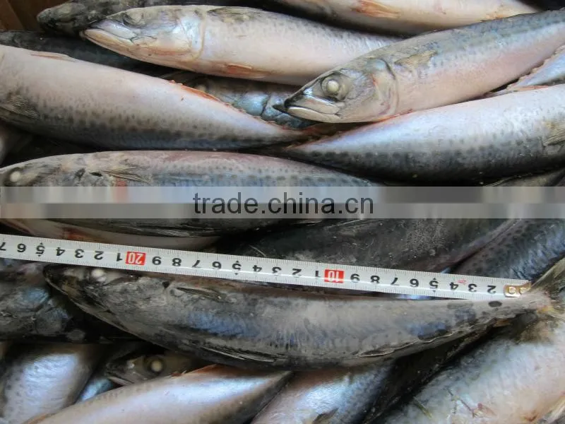 Seafrozen Pacific Mackerel Blue Mackerel