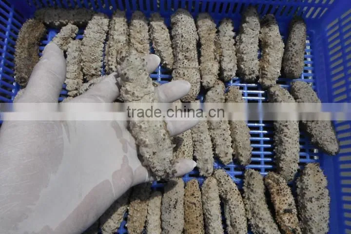 Dried Sea Cucumber Vietnam, Curry Fish, Stichopus Hermanni
