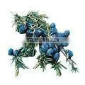 Pure Juniper Berry Oil