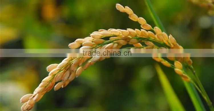 Huminrich Shenyang SH9002-5 Insoluble Humic Acid Granular Form For Rice