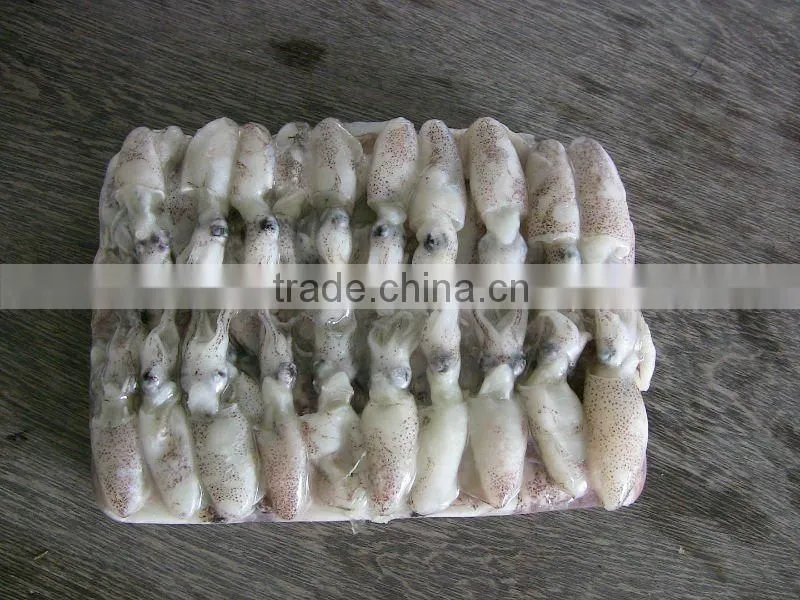 Frozen loligo Japonicus baby squid