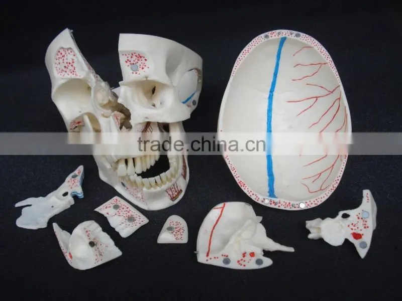 Dental ten section skull model DEA-40