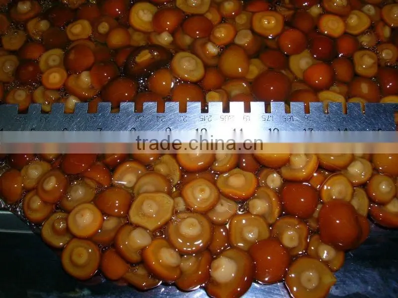 canned nameko cap in tins