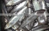 canned sardines in tomato sauce
