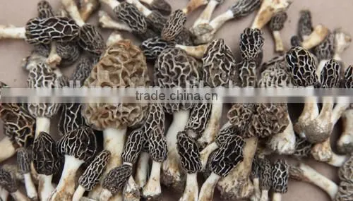dry Morchella conica toadstool morel market price