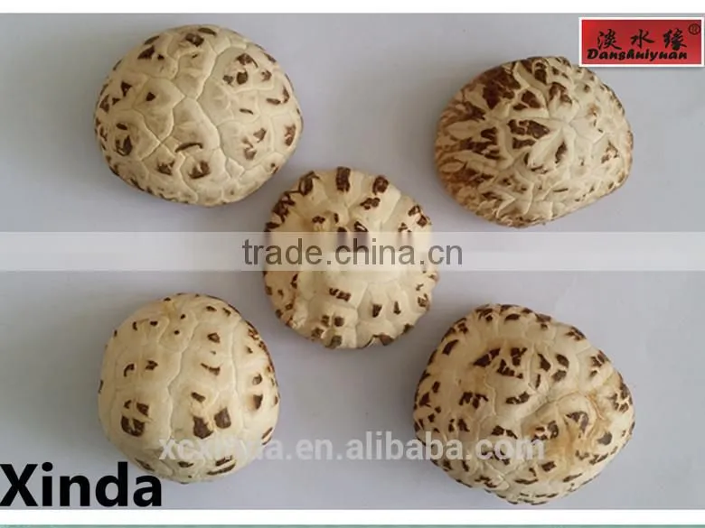 Dried Flower Mushroom Brown