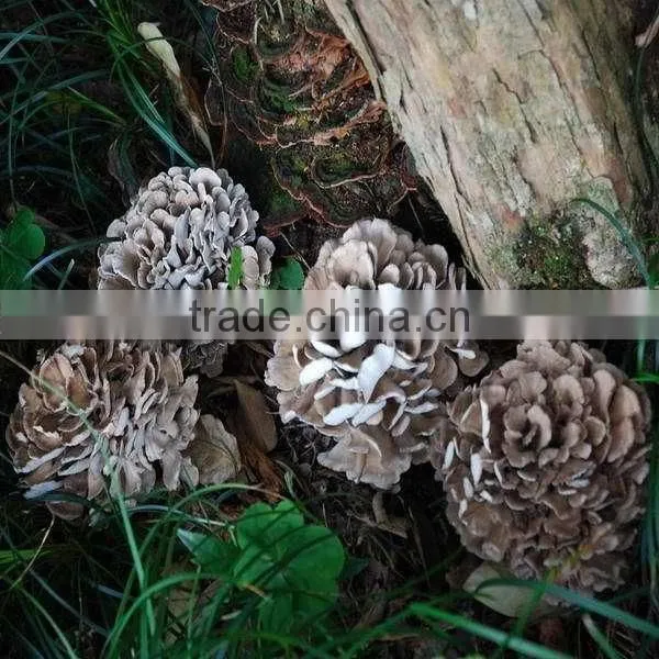 Maitake Beta 1,3/1,6 D glucan, Maitake Mushroom Extract
