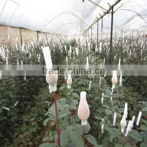 export fresh cut flowers roses from China online
