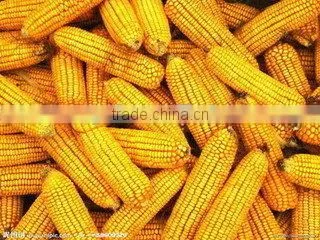 corn thresher for tractor