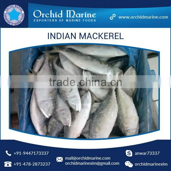 A Grade Good Taste Canned Indian Mackerel Fish Supplier