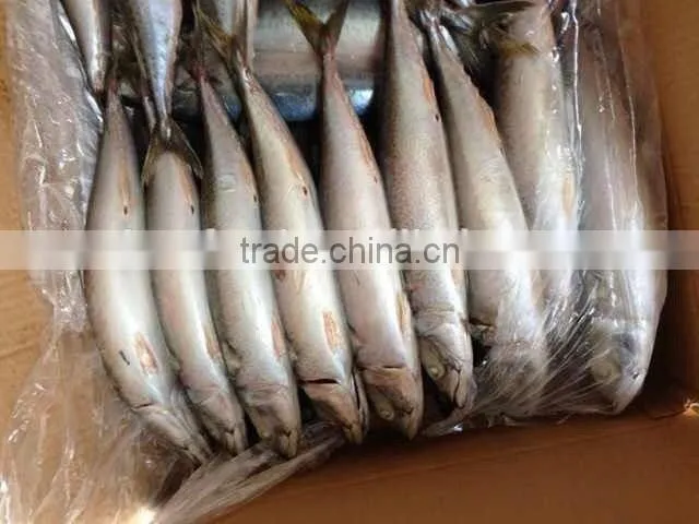 Frozen FIsh Mackerel Fish