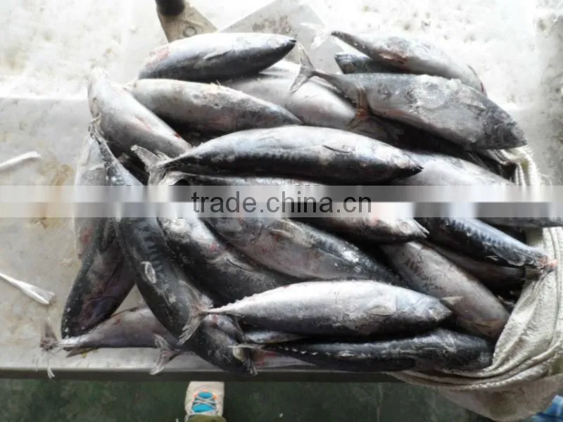 seafrozen bonito 300-500g