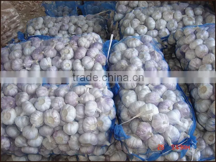 Fresh Garlic