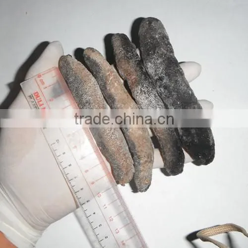 Dry Sea Cucumber Vietnam, Lolly Fish, Holothuria Atra