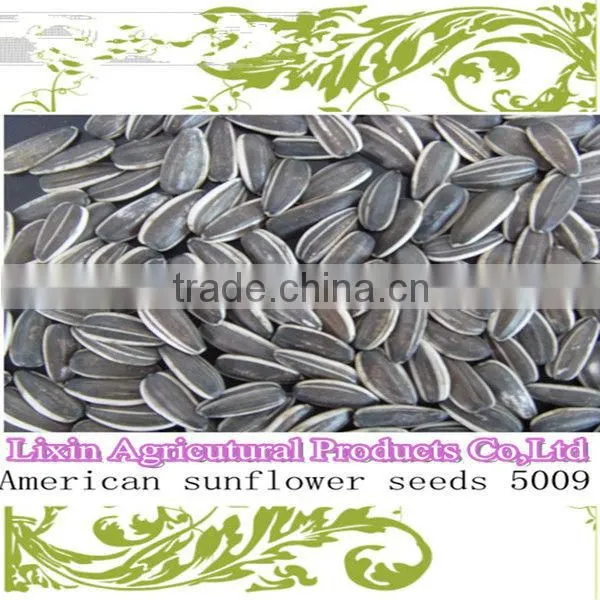wholesale sunflower seeds 5009 for human consumption