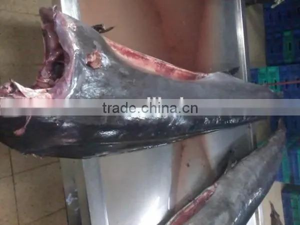 frozen sailfish HG frozen sea food