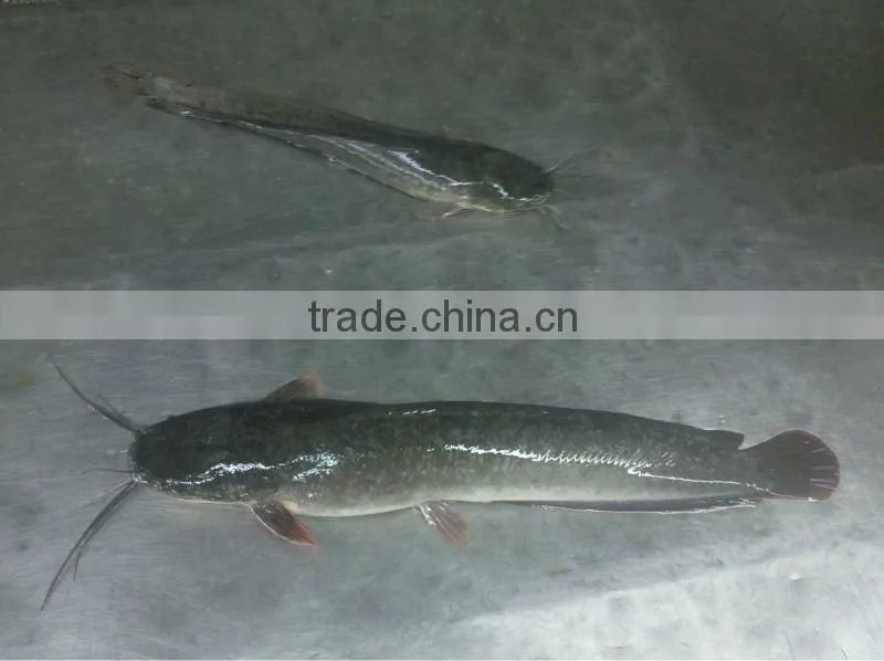 Chinese catfish hot sell