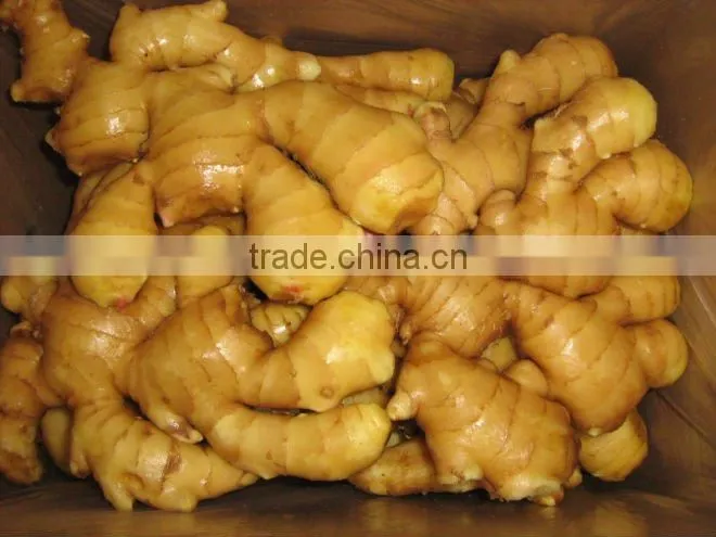New Crop 2013 Fresh Ginger