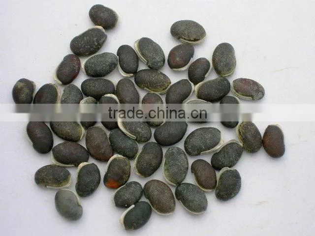Goose Loved Forage Plant Lablab Bean Seed