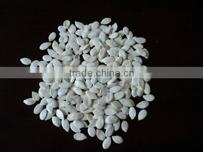 New crop Snow White Pumpkin seeds in shell size 12 cm