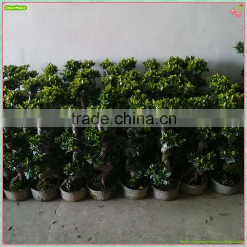 Ficus microcarpa bonsai S Shaped Bonsai Ficus
