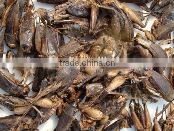frozen koi fish animal chicken feed food insects