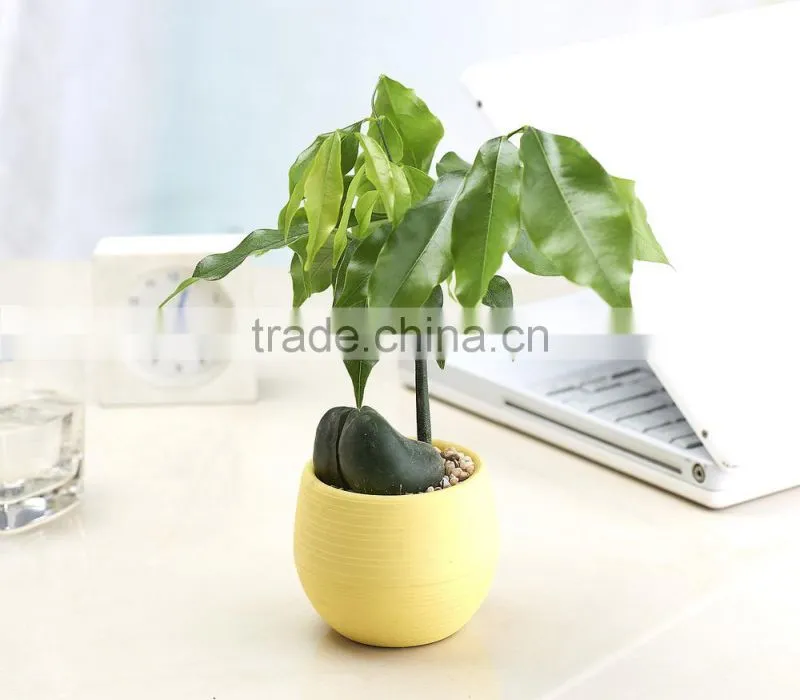 Round Plastic Plant Flower Pot Home Office Decor Planter-Medium Size