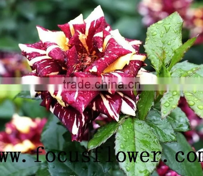 good quality fresh black roses in delhi Roses Flowers spray rose Meteor shower for wedding decoration without middleman