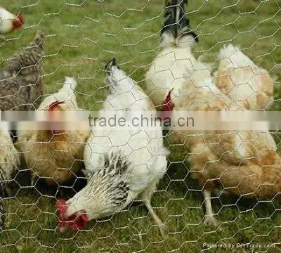 normal twist galvanized hexagonal wire netting(manufacture)