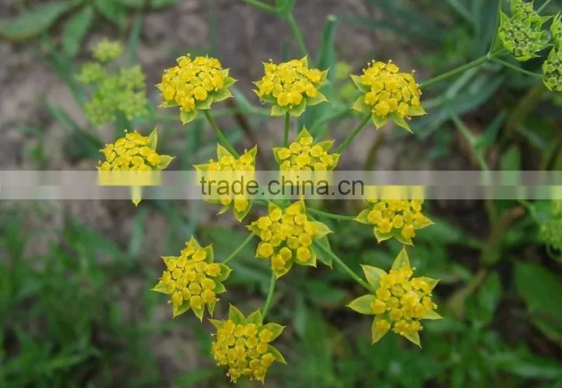 Pure and Natural aromatheraphy bupleurum herbal Oil/Chinese Thorowax Root Extract