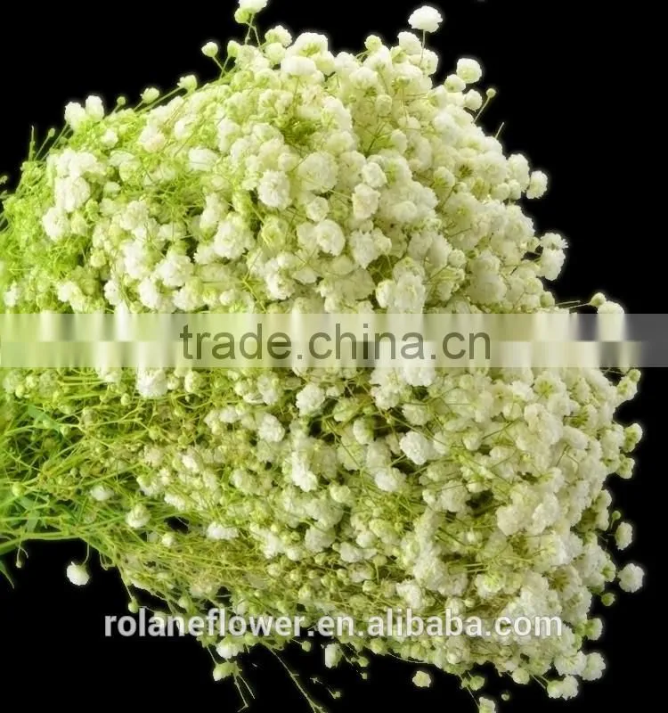 Supply gypsophila million stars cutting new gypsophila with 1kg/bundle from Yunnan, China