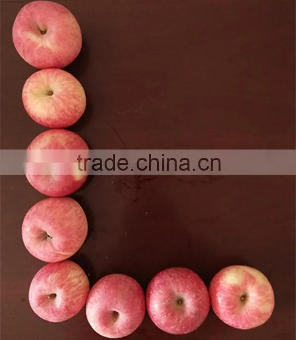 top fresh Fuji apple for indian delicious fuji apple